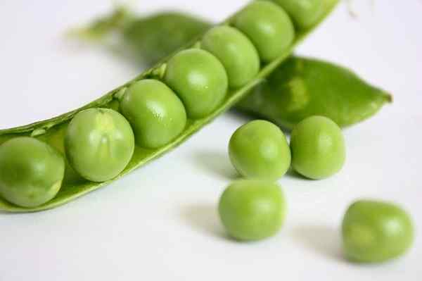 Pisum Sativum Caractéristiques, variétés, habitat, culture