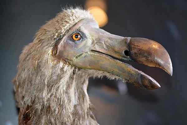 Caractéristiques des oiseaux de dodo, causes d'extinction, comportement