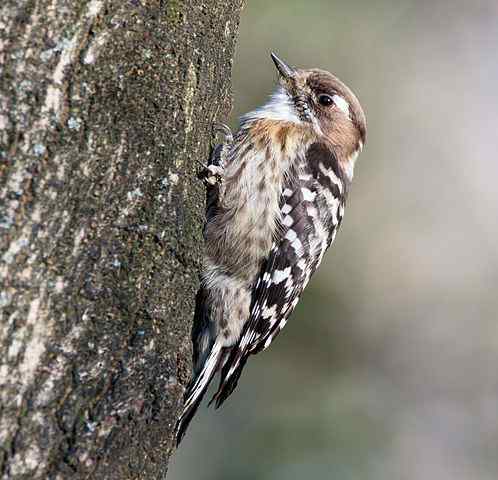 Merkmale Carpenter Vögel, Lebensraum, Fortpflanzung, Ernährung