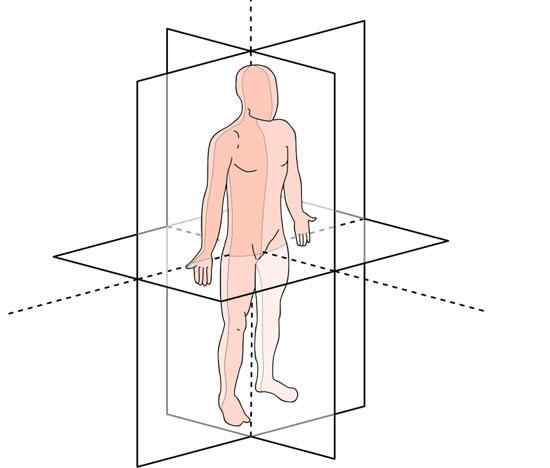 Planimetria anatomica piatta, assi, termini di orientamento