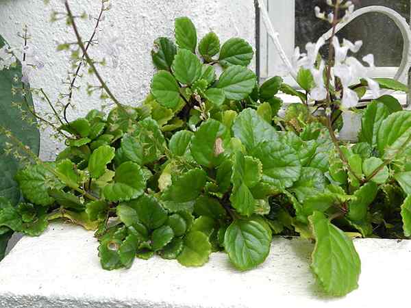 Características de plantas milionárias, habitat, cultivo, cuidado