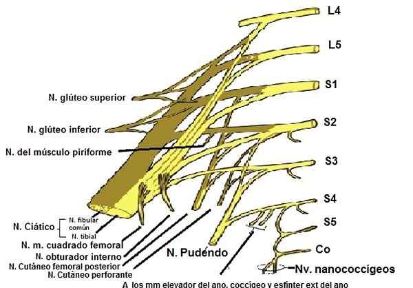 Heilige plexus -kenmerken, reis, functie, aandoeningen