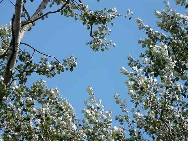 Populus alis Caratteristiche, habitat, proprietà, varietà