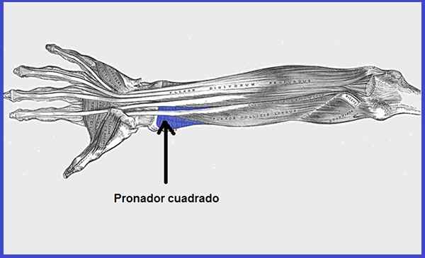Vierkante pronatoroorsprong, insertie, innervatie, functie