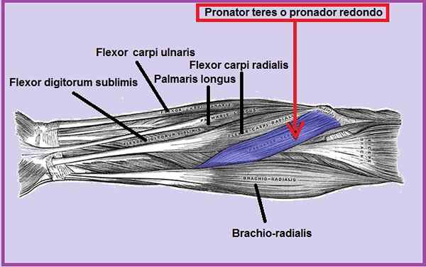 Asal pronator bulat, penyisipan, fungsi, pemuliharaan