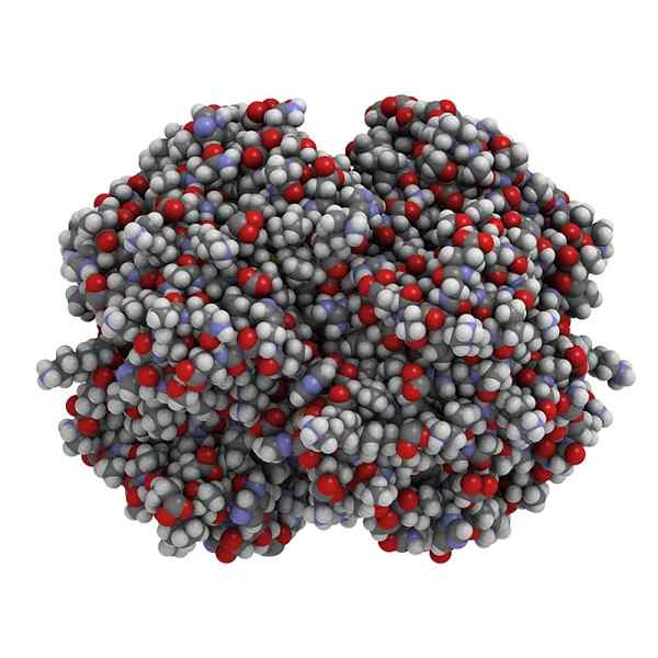 Karakteristik protein globular, struktur, contoh