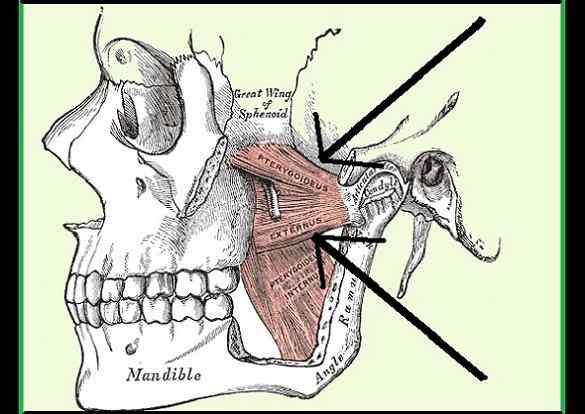 Externe pterigoïde kenmerken, oorsprong, functie, pathologieën