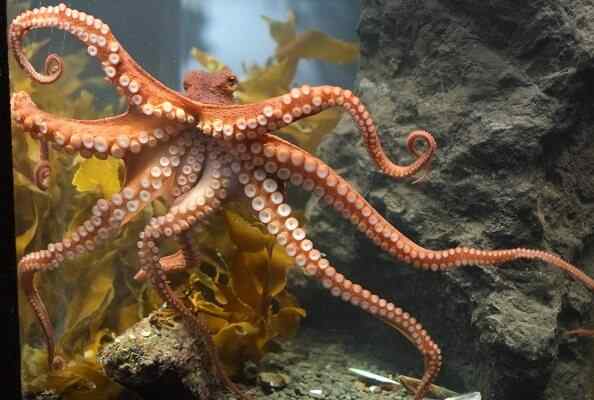 Oktopuseigenschaften, Herzen, Lebensraum, Reproduktion