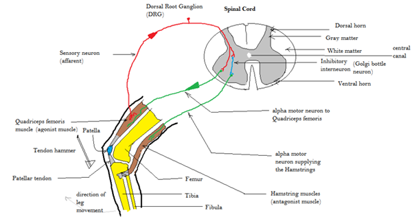 Qual é a reflexão miotática inversa?