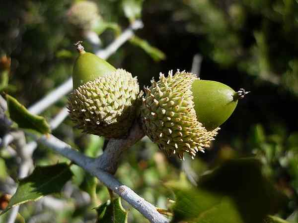 Quercus Coccifera -Eigenschaften, Lebensraum, Kultivierung, Pflege