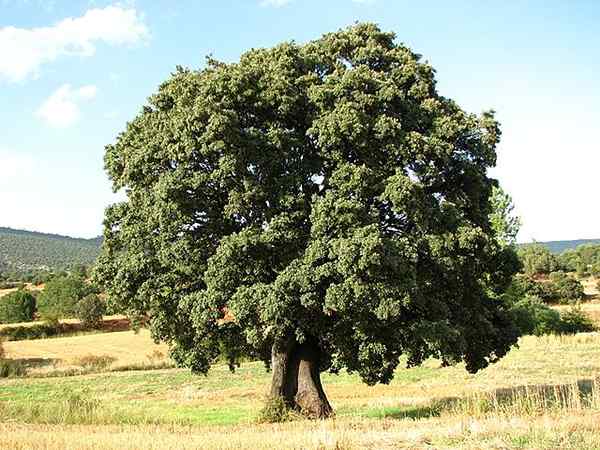 Quercus ilex -Eigenschaften, Lebensraum, Kultivierung, Pflege