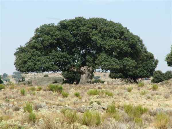 Charakteristiky Quercus roundifolia, biotop, distribúcia, použitie