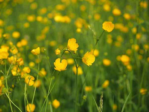 Características de Ranunculus, Espécies, Cultivo, Cuidado