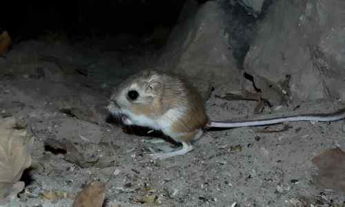 Caratteristiche del ratto del canguro, tassonomia, cibo, riproduzione