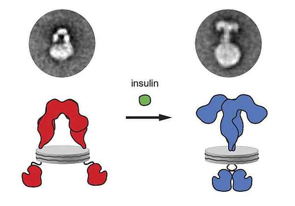 Insulinreceptorer egenskaper, struktur, funktioner