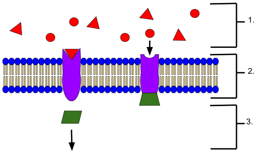 Membranrezeptoren Funktionen, Typen, wie sie funktionieren