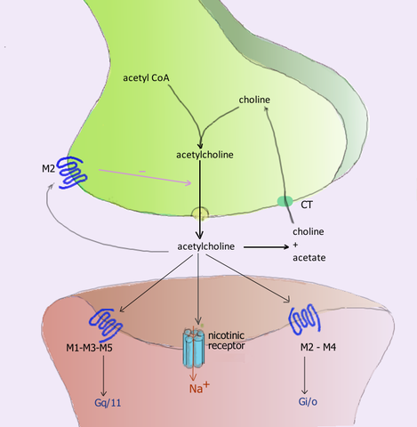 Štruktúra muskarínových receptorov, typy a ich funkcie, antagonisty
