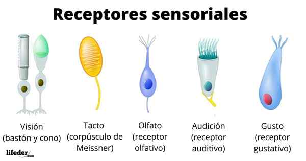 Klasyfikacja receptorów sensorycznych, fizjologia, cechy