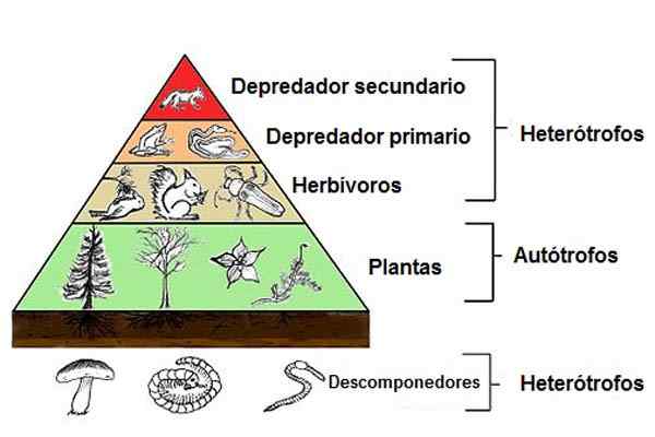 Rede trófica