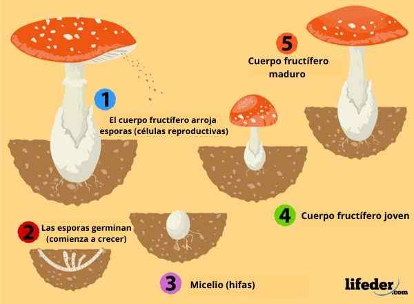 Reproduction de champignons sexuels, asexués et parasexuels
