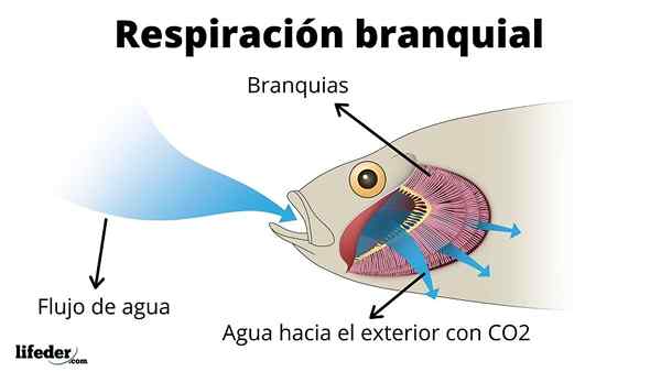 Respiração branquial como é feito e exemplos