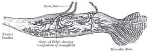 Estrutura anatômica do órgão tendão de Golgi, funções