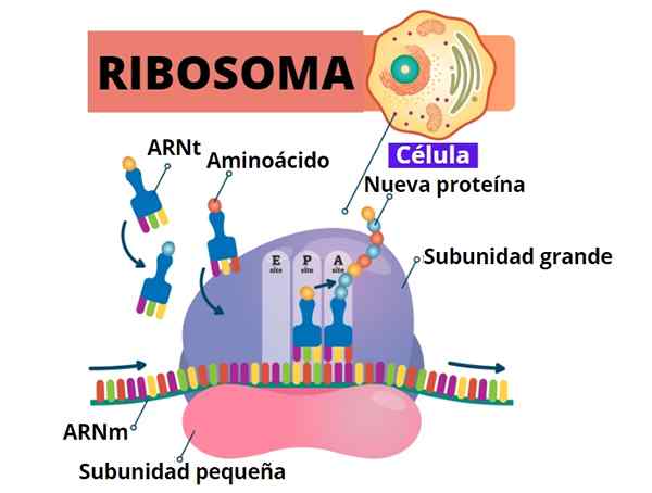 Ribosomer egenskaper, typer, struktur, funktioner