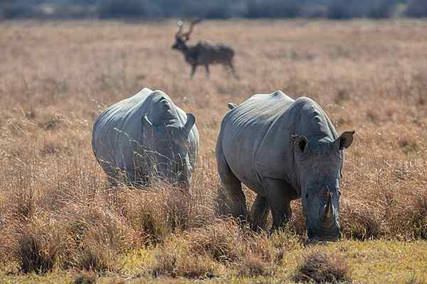 Características de rinocerontes brancos, comida, comportamento