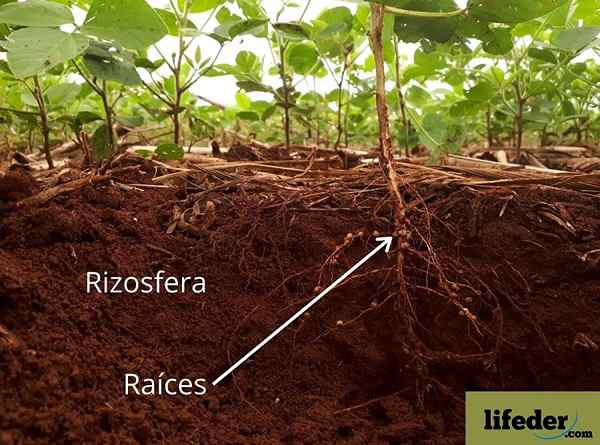 Composição da rizosfera, peças, importância