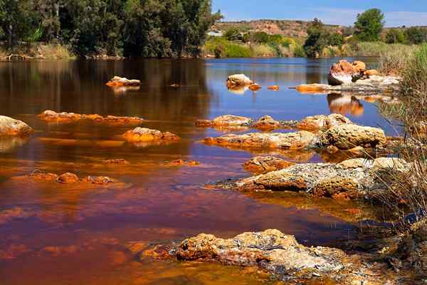 Río Ríto Boca, Rota, Características, Flora