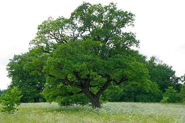 Karakteristik Oak Umum, Habitat, Distribusi, Penanaman