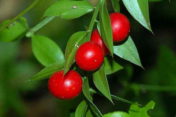 Charakteristiky ruscus aculeatus, vlastnosti, starostlivosť