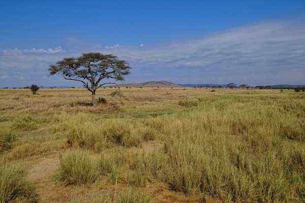 Caratteristiche savane, flora, fauna, esempi