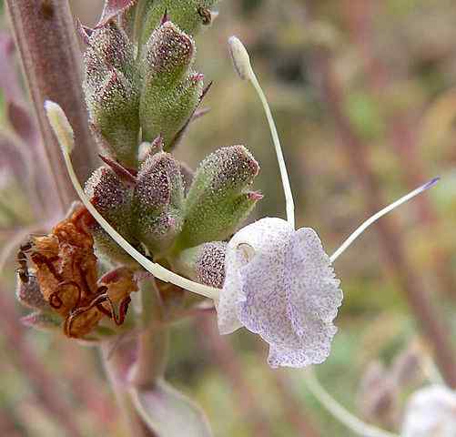 Witte Salvia -kenmerken, taxonomie, habitat, eigenschappen