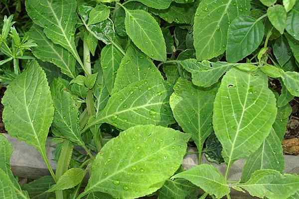 Salvia divinorum -egenskaper, habitat, egenskaper, effekter