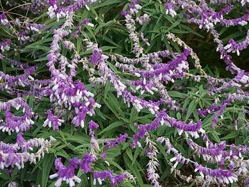 Salvia Leucantha Ciri -ciri, Habitat, Hartanah