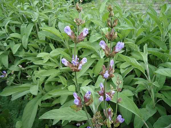 Charakteristiky Salvia officinalis, biotop, distribúcia, vlastnosti