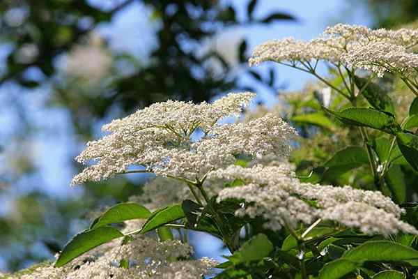 Características de Sambucus nigra, habitat, propriedades, cuidados