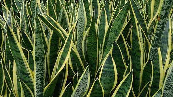 Caractéristiques de Sansevieria trifasciata, habitat, variétés, soins