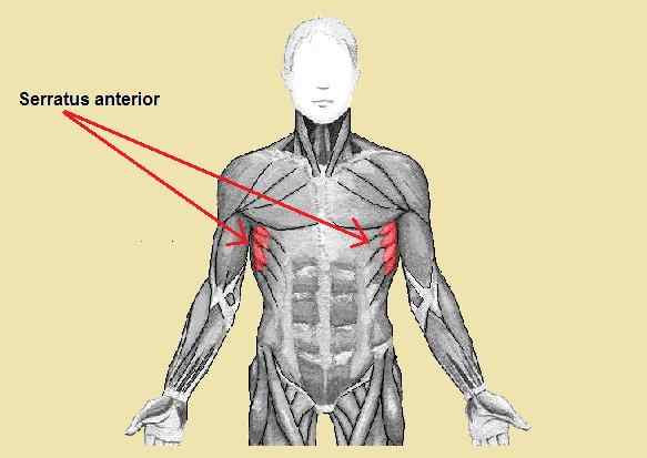 Origem Serrato anterior, funções, síndromes, distúrbios