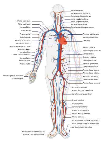 Fiziologija kardiovaskularnega sistema, funkcije organov, histologija