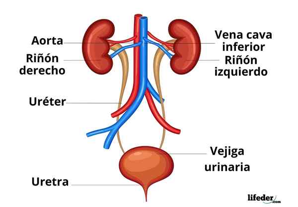Fungsi dan bagian sistem ekskresi (organ)
