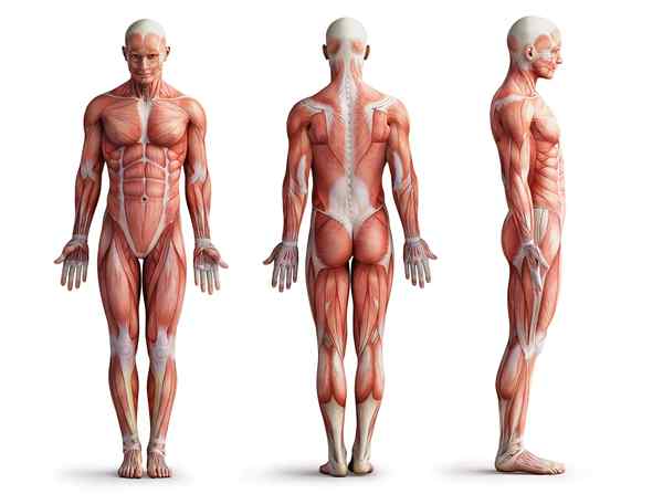 Muskelsystem