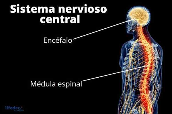 Funzioni del sistema nervoso centrale, parti, malattie