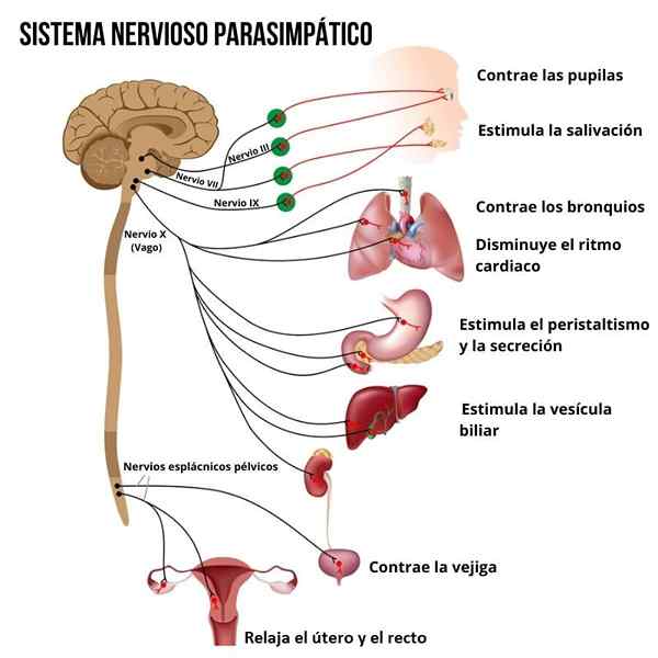 Przywspółczulne funkcje układu nerwowego, neurony, podziały