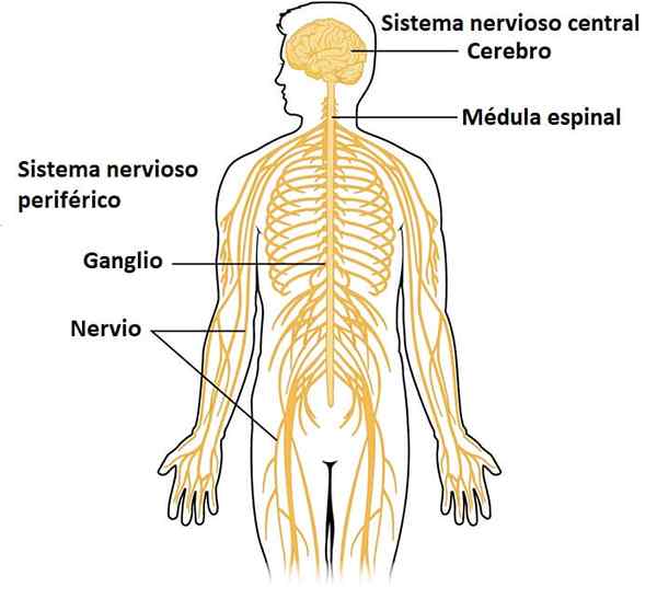 Sistem saraf perifer fungsi, suku cadang dan penyakit