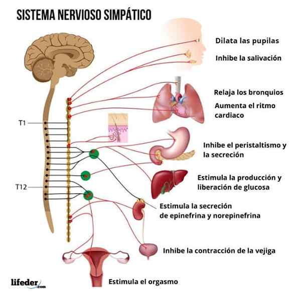 Estrutura do sistema nervoso simpático, funções, efeitos