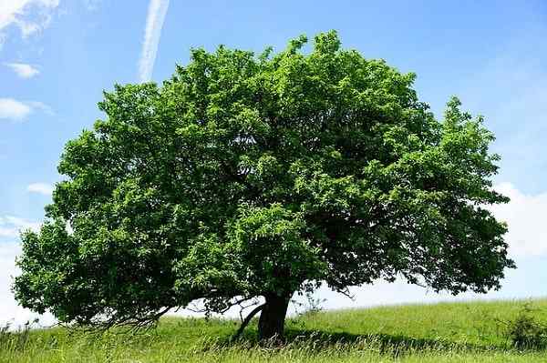 Charakteristiky Sorbus ária, biotop, vlastnosti, kultúra