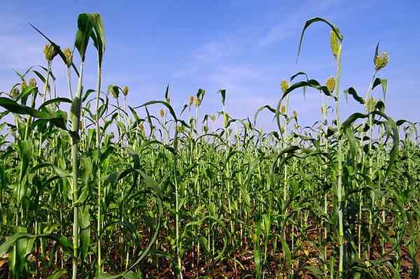 Sorghum -egenskaper, livsmiljöer, näring, användningar, arter