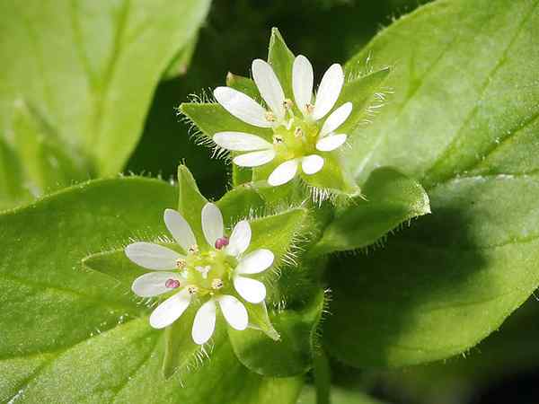 Stellaria gemiddelde kenmerken, habitat, zorg, ziekte